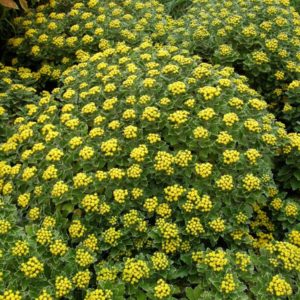Аджания (Ajania pacifica) купить рассаду в питомнике в Анапе Аджания (Ajania pacifica) купить рассаду в питомнике в Анапе