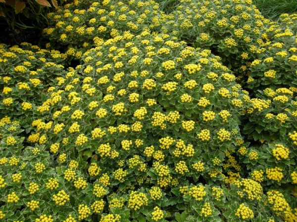 Аджания (Ajania pacifica) купить рассаду в питомнике в Анапе