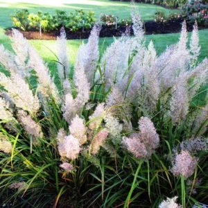 Вейник Короктоволокнистый, купить саженцы в питомнике растений Pro-Flowers в Анапе