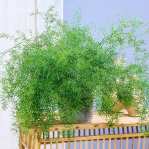 саженцы комнатного растения Аспарагус, купить в Анапском питомнике Краснодарского края