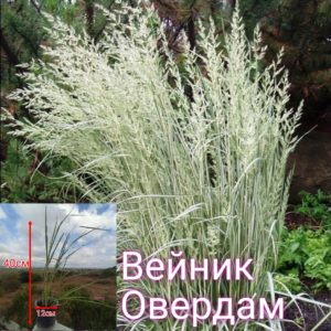 Вейник овердам Вейник овердам